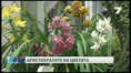 Изложба на орхидеи в столицата Изложба на орхидеи в столицата