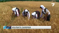 Официален старт на жътвата Официален старт на жътвата
